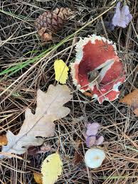 Attēlu rezultāti vaicājumam “Lycogala convexum sessile”