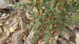 Attēlu rezultāti vaicājumam “Senecio viscosus”