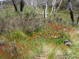 Image result for Hieracium aurantiacum