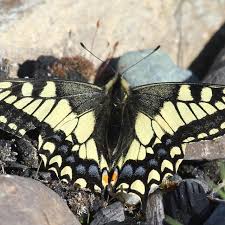 Attēlu rezultāti vaicājumam “Papilio machaon upperside”