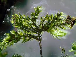Attēlu rezultāti vaicājumam “Thamnobryum subserratum sporophyte”
