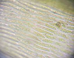 Attēlu rezultāti vaicājumam “Pohlia elongata”