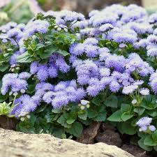 Image result for Ageratum houstonianum