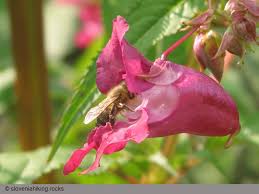 Attēlu rezultāti vaicājumam “Balsaminaceae”