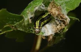 Attēlu rezultāti vaicājumam “Ortholepis betulae”