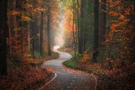 Image result for лес,