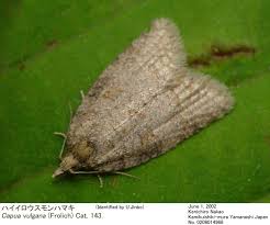 Attēlu rezultāti vaicājumam “Capua vulgana”