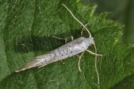 Attēlu rezultāti vaicājumam “Argyresthia semifusca”