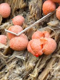 Attēlu rezultāti vaicājumam “Lycogala miserum sessile”