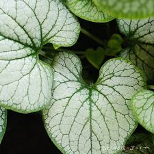 Image result for Brunnera `Jack Frost`