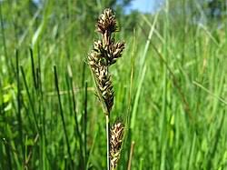 Attēlu rezultāti vaicājumam “Carex hartmanii”