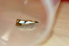 Attēlu rezultāti vaicājumam “Catoptria permutatellus”