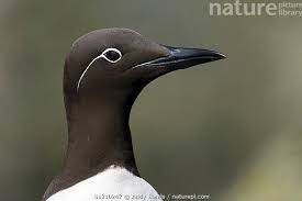 Image result for Uria aalge