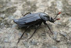 Attēlu rezultāti vaicājumam “Necrodes littoralis”