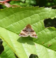 Attēlu rezultāti vaicājumam “Panemeria tenebrata”