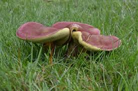 Attēlu rezultāti vaicājumam “Xerocomus rubellus”