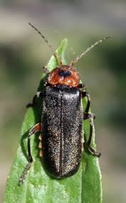 Attēlu rezultāti vaicājumam “Cantharis rustica”