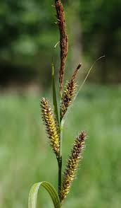 Attēlu rezultāti vaicājumam “Carex riparia”