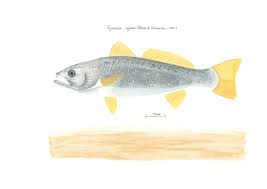 Image result for Cynoscion regalis