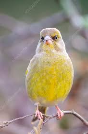 Attēlu rezultāti vaicājumam “Chloris chloris male”