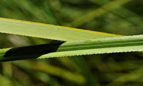 Attēlu rezultāti vaicājumam “Cladium mariscus leaf”