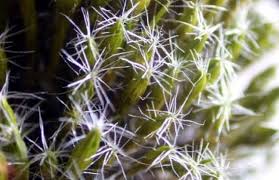 Attēlu rezultāti vaicājumam “Campylopus introflexus”