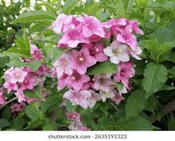 Attēlu rezultāti vaicājumam “Weigela praecox”