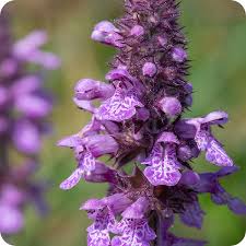 Attēlu rezultāti vaicājumam “Stachys palustris flower”