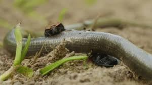 Attēlu rezultāti vaicājumam “Oiceoptoma thoracicum”