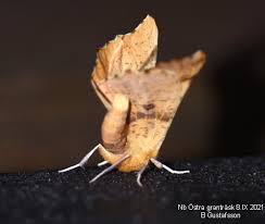 Attēlu rezultāti vaicājumam “Ennomos autumnaria male”