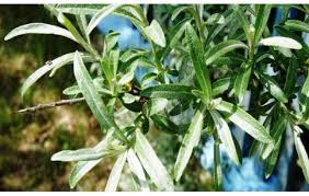Attēlu rezultāti vaicājumam “Hippophae rhamnoides leaf”
