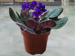 Image result for Saintpaulia ionantha Culitvar