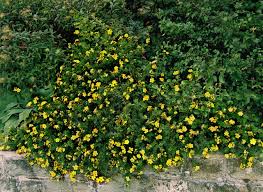 Attēlu rezultāti vaicājumam “Pentaphylloides fruticosa leaf”