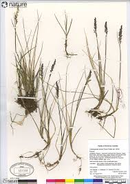 Attēlu rezultāti vaicājumam “Calamagrostis stricta”