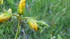 Attēlu rezultāti vaicājumam “Cardaminopsis arenosa bud”