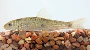 Image result for Catostomus commersonii