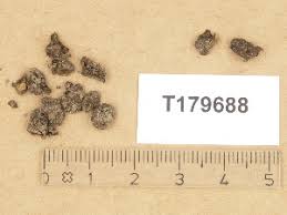 Attēlu rezultāti vaicājumam “Pachyphloeus melanoxanthus”