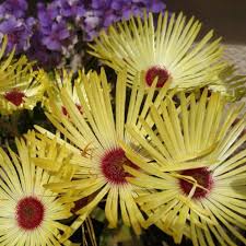 Image result for Mesembryanthemum criniflorum