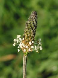 Attēlu rezultāti vaicājumam “Plantago lanceolata flower”