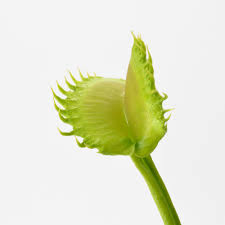 Attēlu rezultāti vaicājumam “Diachea muscorum stalked”