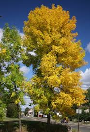 Attēlu rezultāti vaicājumam “Fraxinus pennsylvanica female flower”