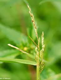 Attēlu rezultāti vaicājumam “Leersia oryzoides”