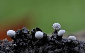 Attēlu rezultāti vaicājumam “Didymium minus”