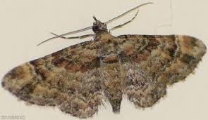 Attēlu rezultāti vaicājumam “Gymnoscelis rufifasciata”