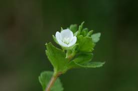 Attēlu rezultāti vaicājumam “Veronica agrestis flower”