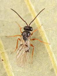 Attēlu rezultāti vaicājumam “Diastrophus rubi”