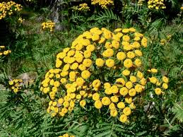Attēlu rezultāti vaicājumam “Tanacetum vulgare flower”