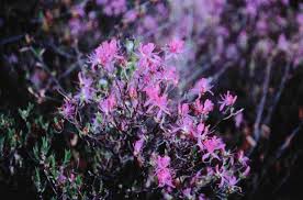 Attēlu rezultāti vaicājumam “Rhododendron canadense”