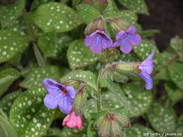 Image result for Lungenkraut