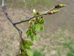 Attēlu rezultāti vaicājumam “Armeria vulgaris bud”